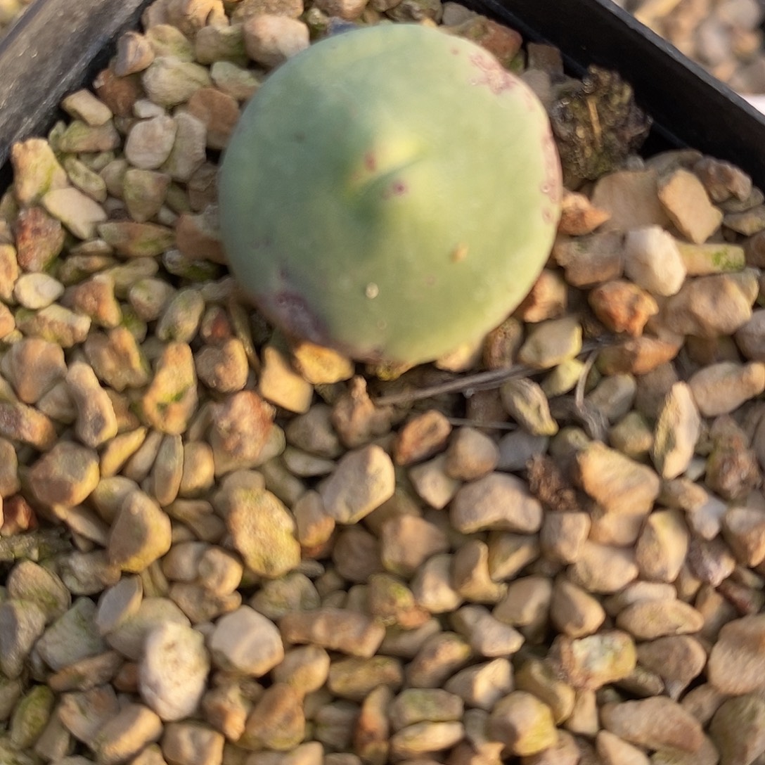 2812Dows嘴一颗。       