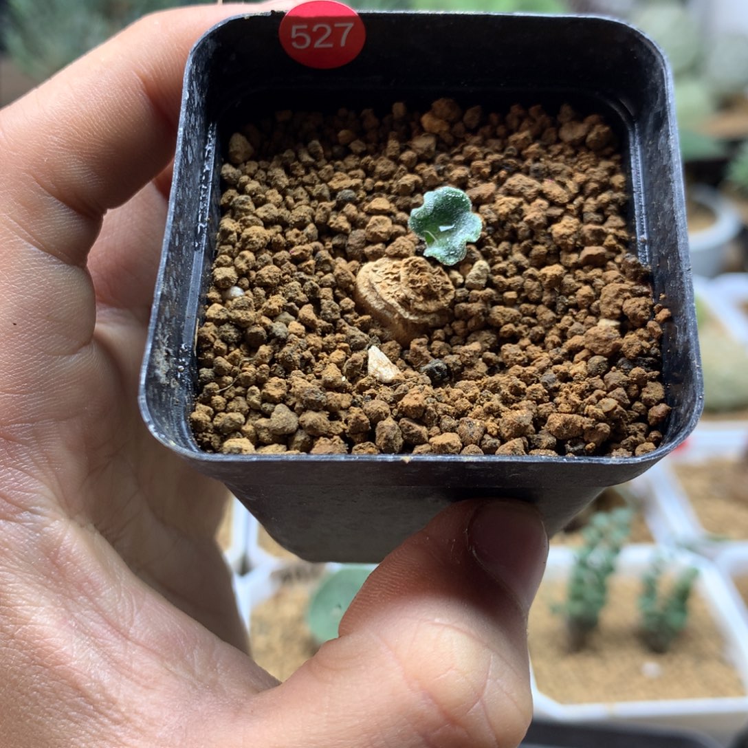 冰晶海带雾冰玉带盆