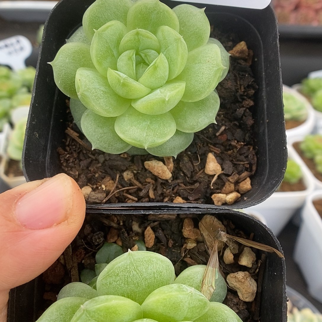 一物一拍一物一拍921-372