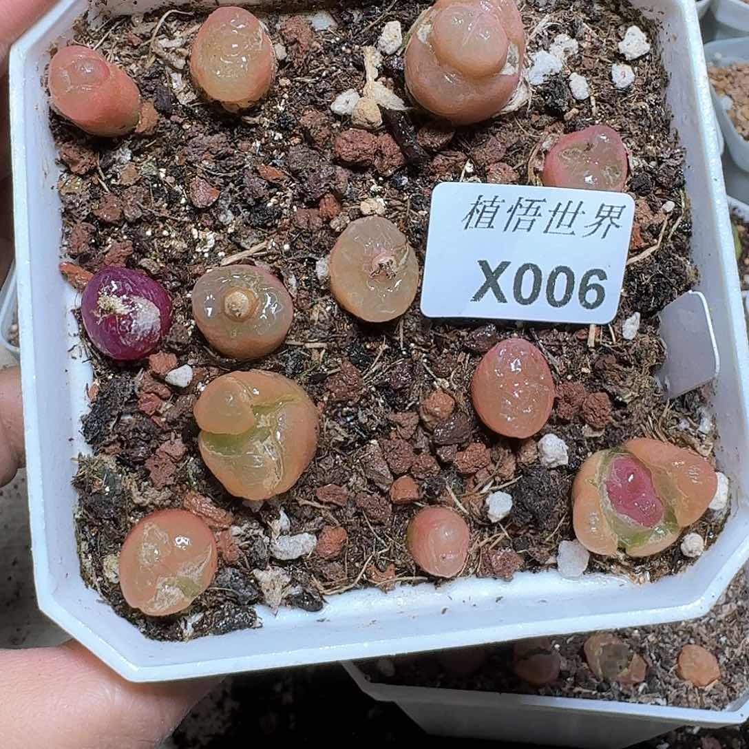 006盒多肉植物哇哇成功