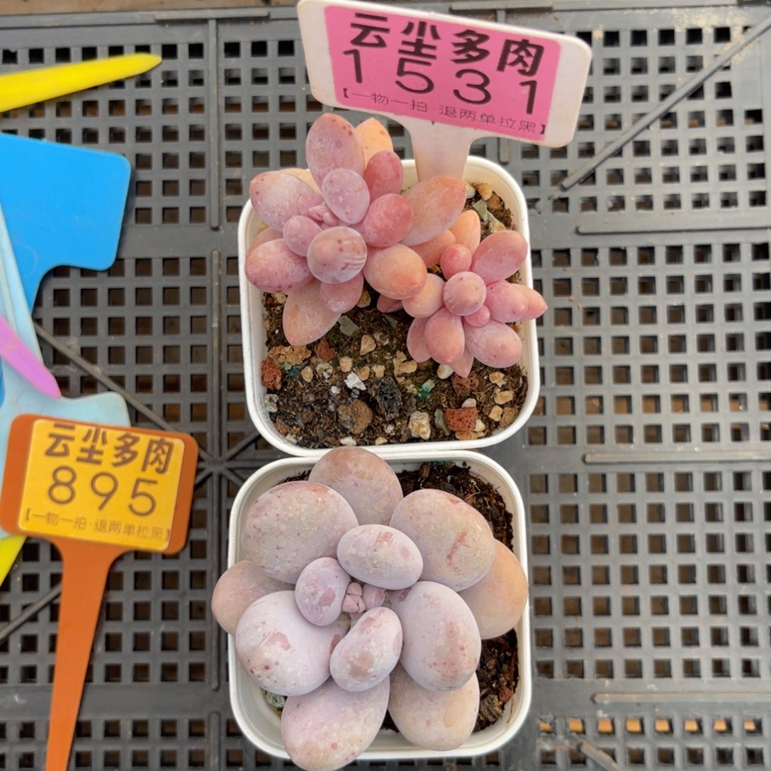 云尘多肉一物一拍1531