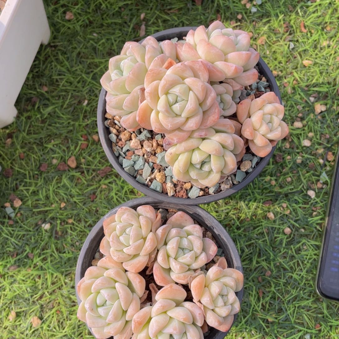 冰玉两颗福利（一物一拍）