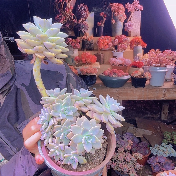 S***I小淡学多肉植物一物一拍福利处理