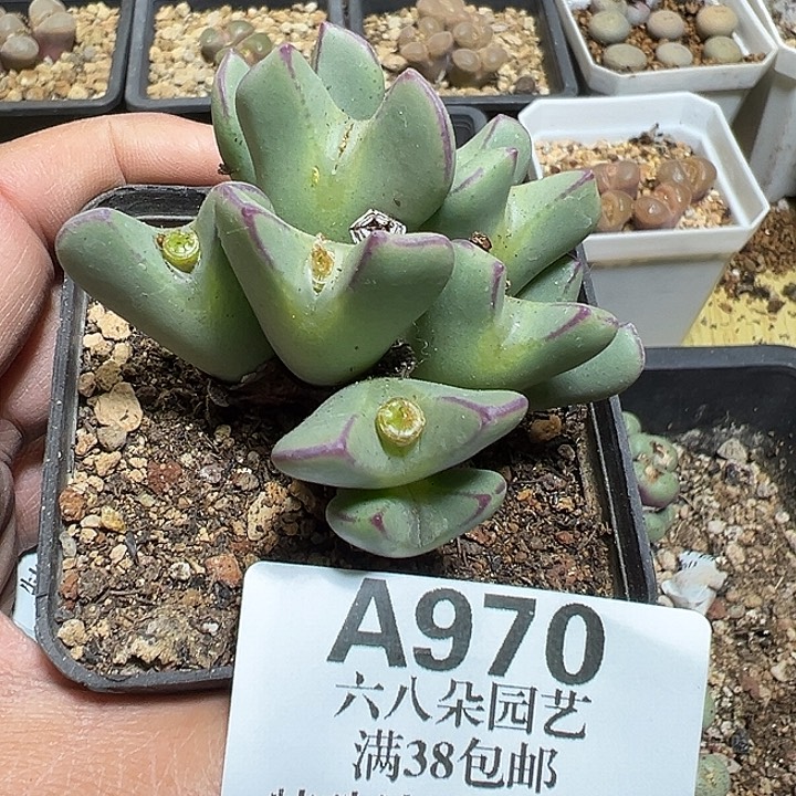 970号少将多肉植物