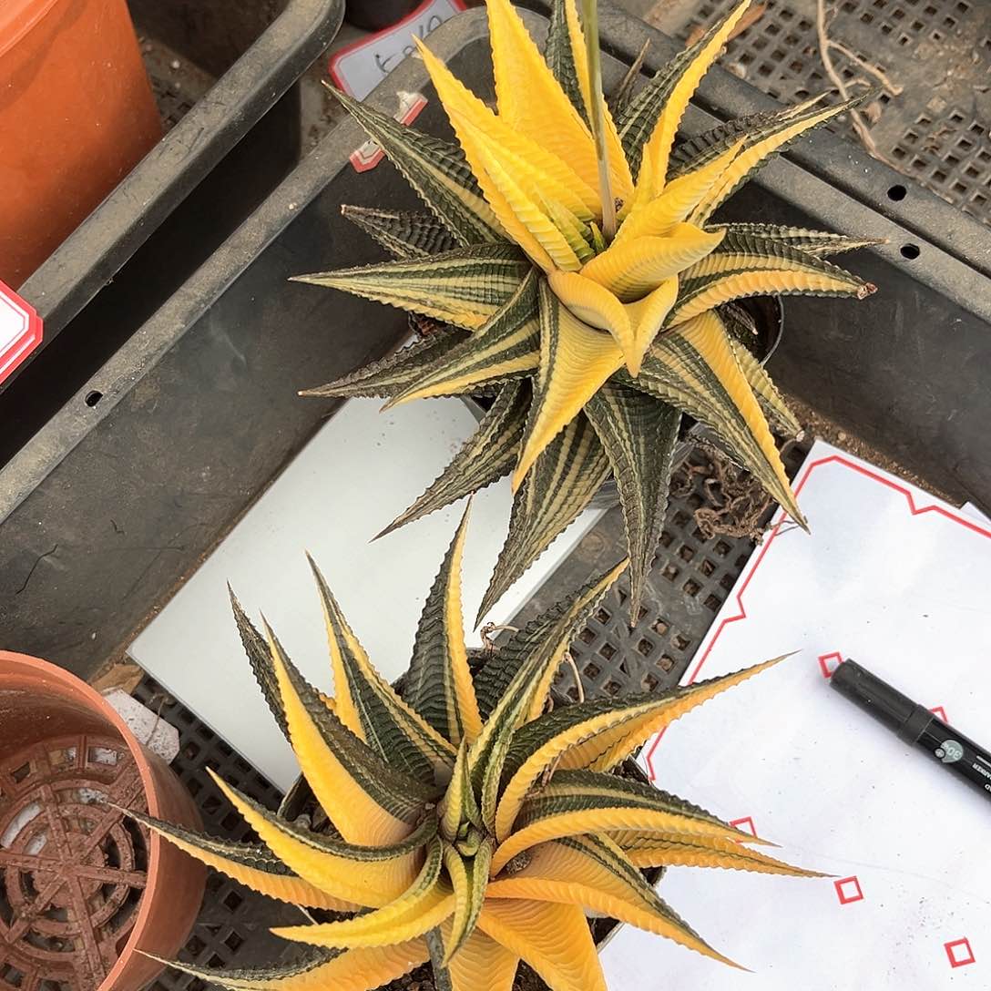 家**集琉璃殿锦2颗20