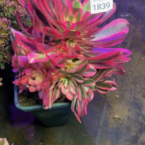 美杜莎多肉植物1839