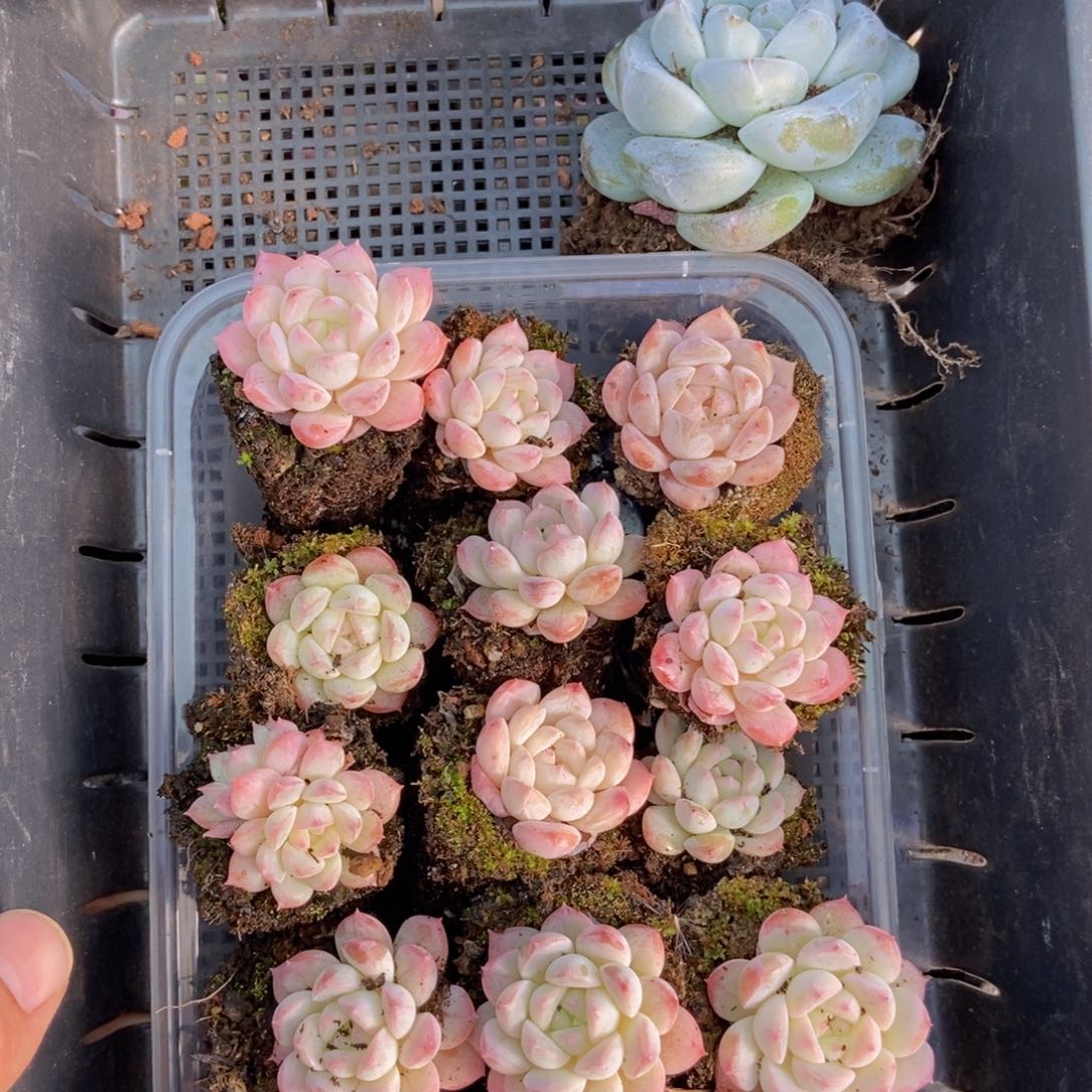 春泥家框拍链接R12