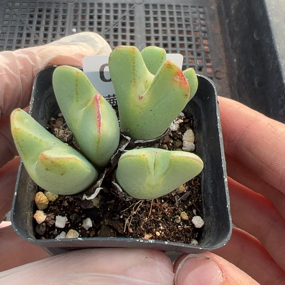 【闪购商品】061……