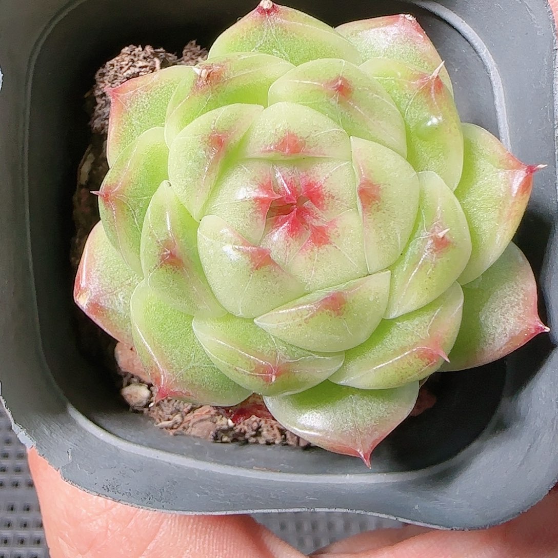 1126-284群生不包整