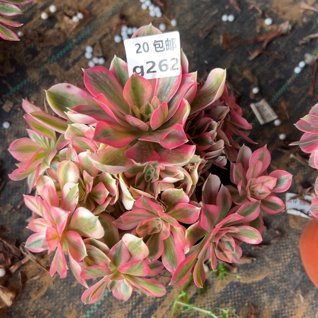 262女巫，满20包邮嘟叮熊