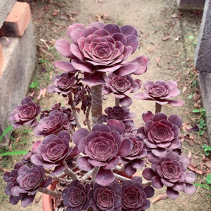 厚圆叶晚霞，多肉植物