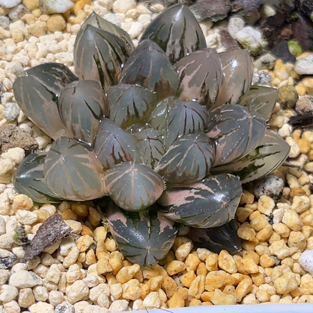 十二卷多肉5192霓虹灯