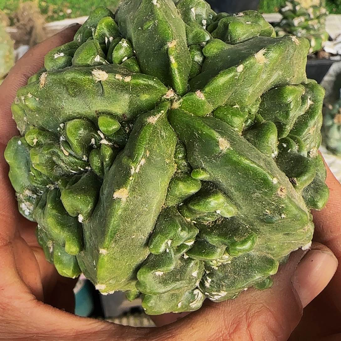 核桃107仙人球开花