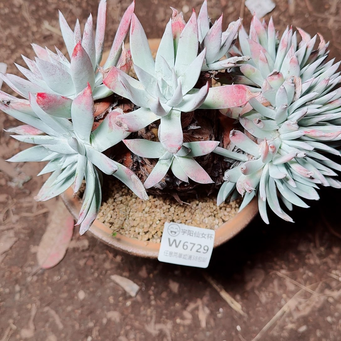 6729刘丹雪山仙女杯多肉