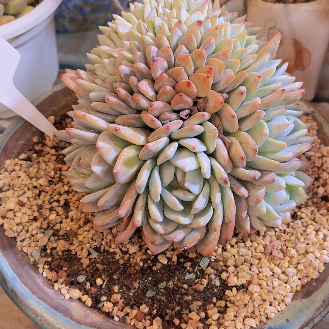 无铅玻璃在*伱多肉植物保护研究所