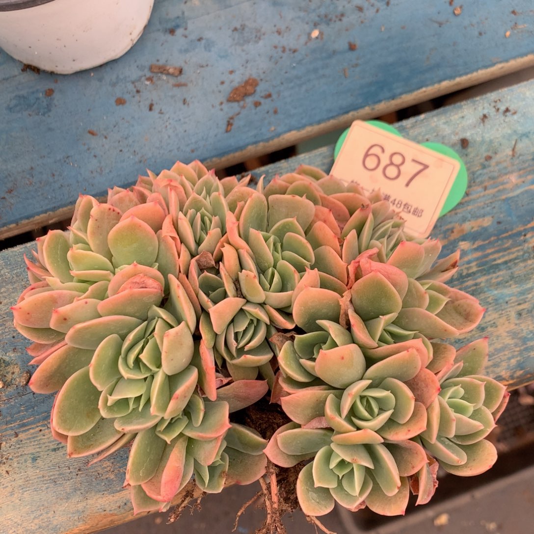 辛娜塔朵朵缀微瑕疵687