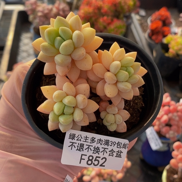 泡泡糖5cm852多肉植物