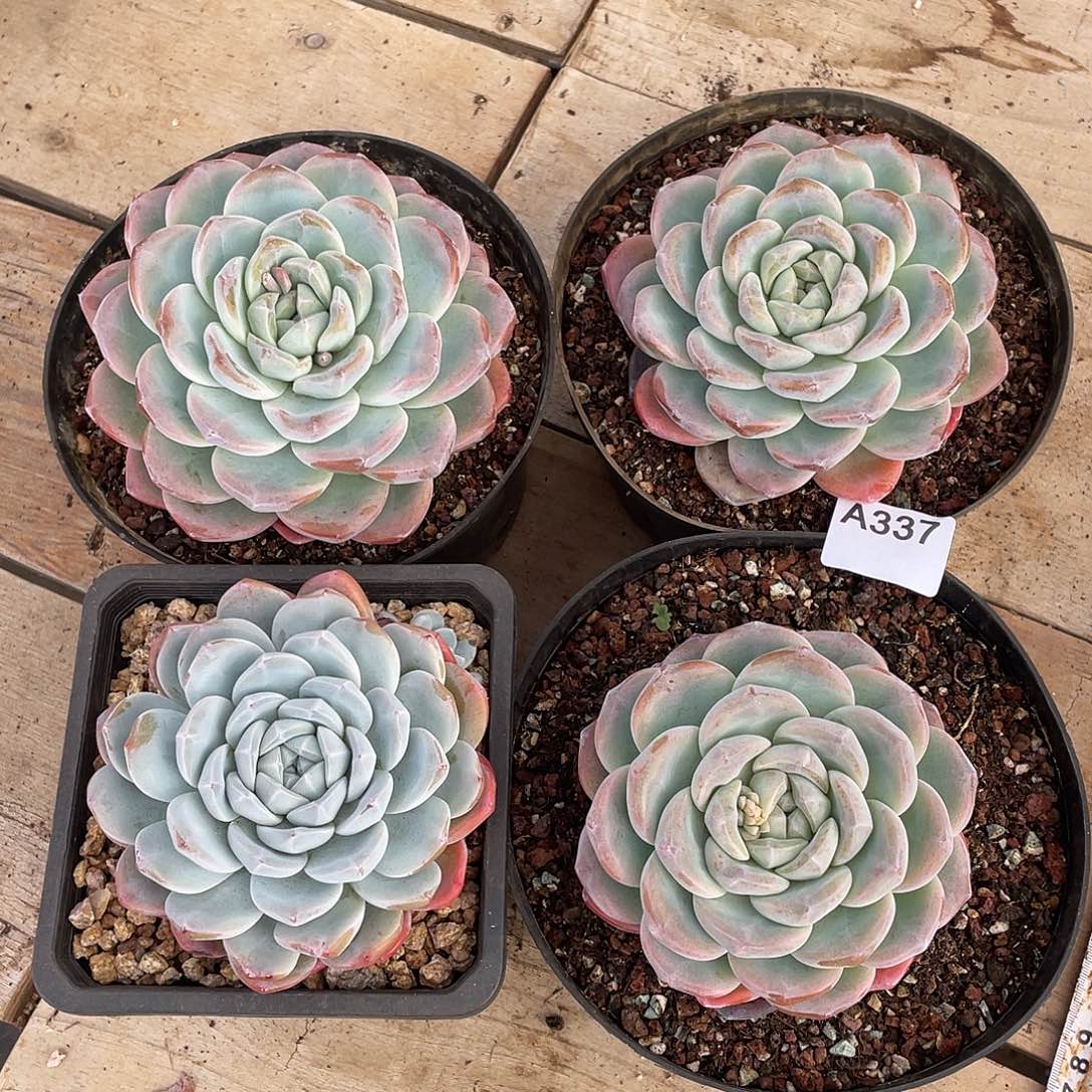 337多肉植物多肉植物