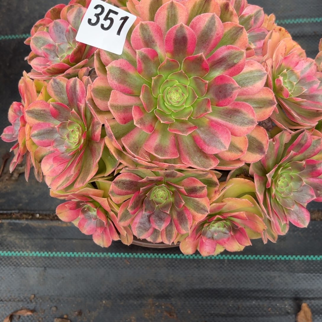 351大雨河多肉植物福利