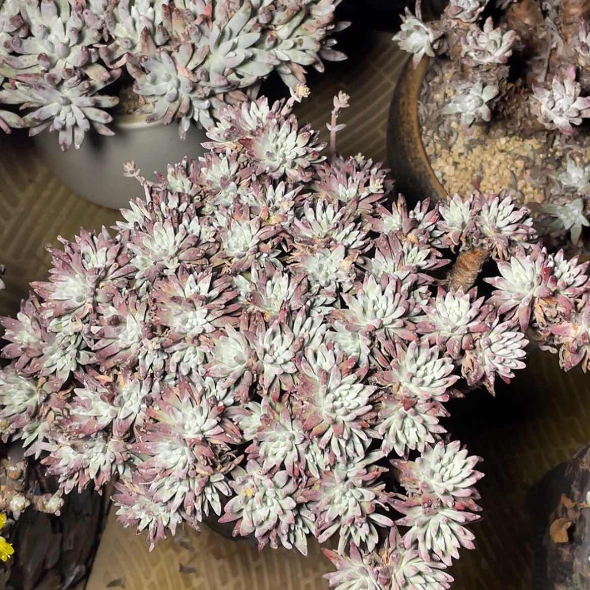 【闪购商品】超大群雪花