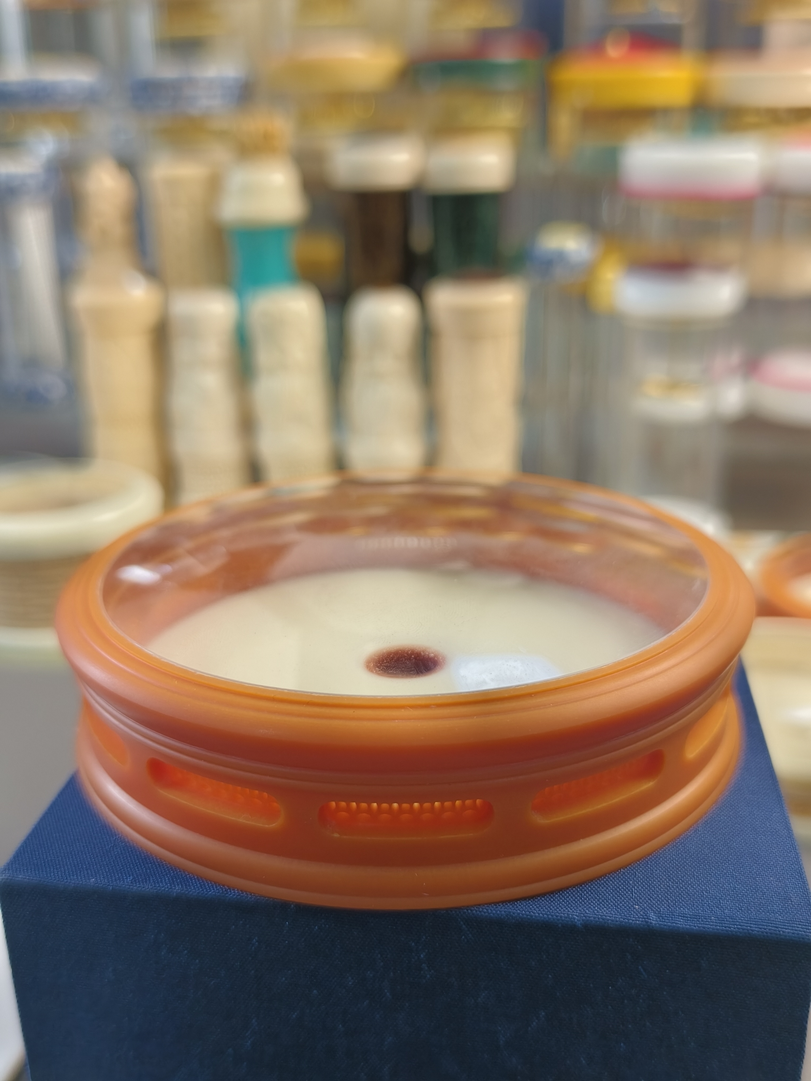 1-螽庆竹蛉电胶木万体 尺寸3.5*9.2 