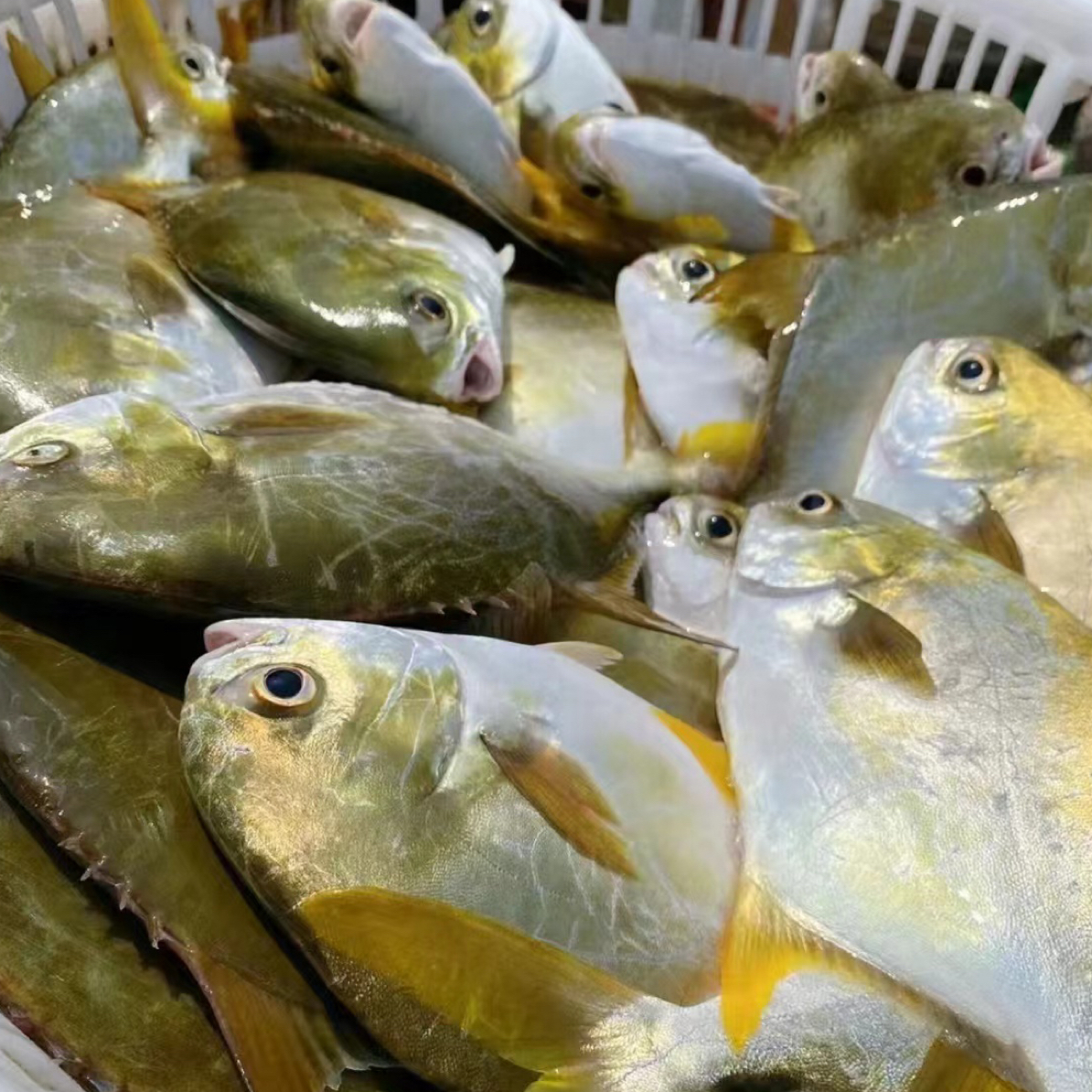 金鲳鱼新鲜