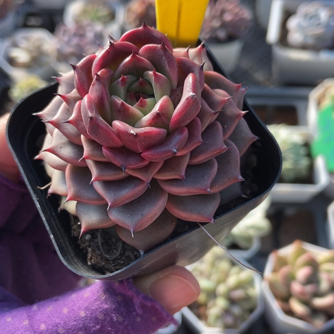 6081多肉植物多肉植物