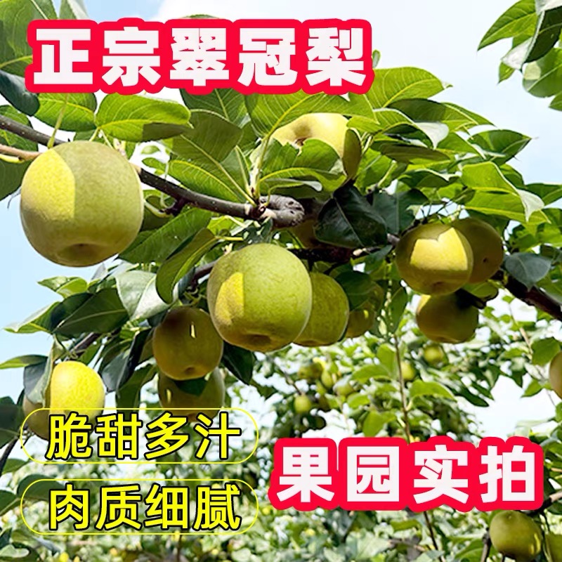 江西樟树  现摘翠冠梨6个【用礼盒箱装】