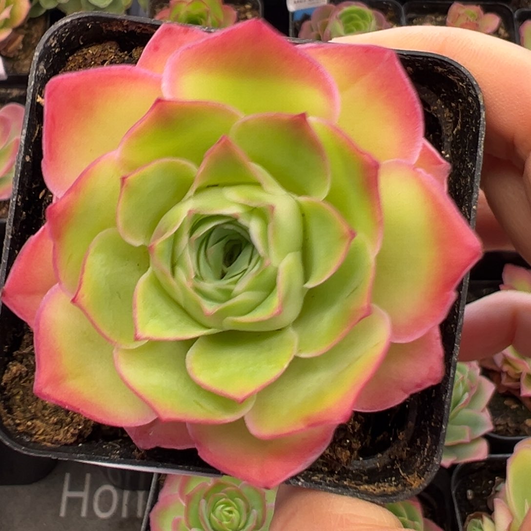 101号魅影小号—山地玫瑰