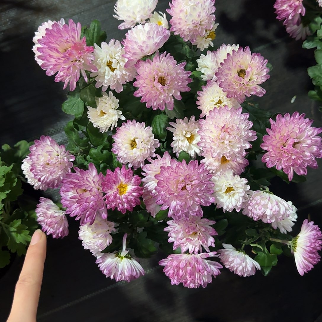 全部花朵天门瑰丽一颗
