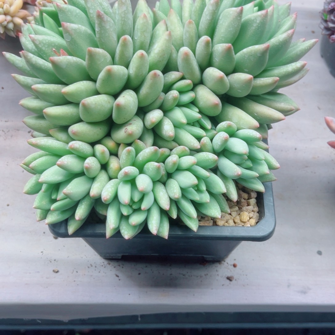 米其林多肉植物0000