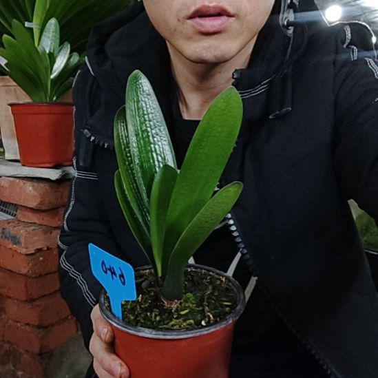 【闪购商品】完全开放