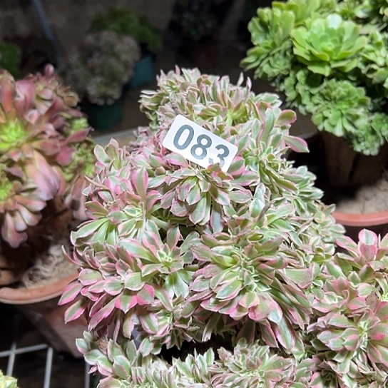 葵***典多肉植物一个女巫083