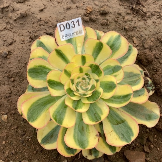 031王妃多肉植物