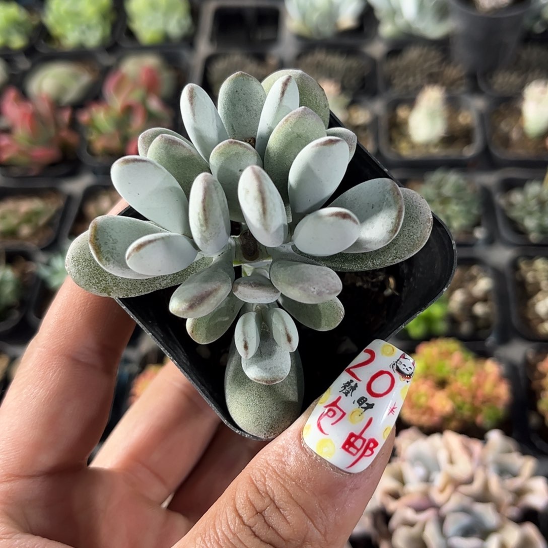 乒乓单头发货有根发货