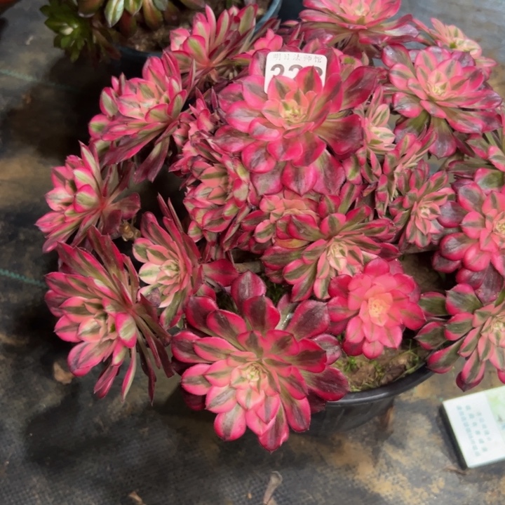 红铜白228多肉法师一物一拍