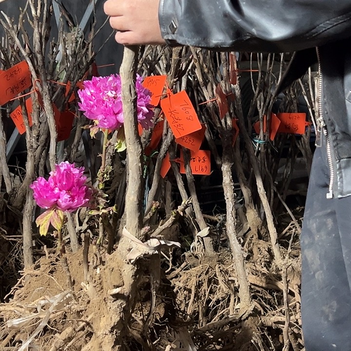 用***0完全开放花王大颗