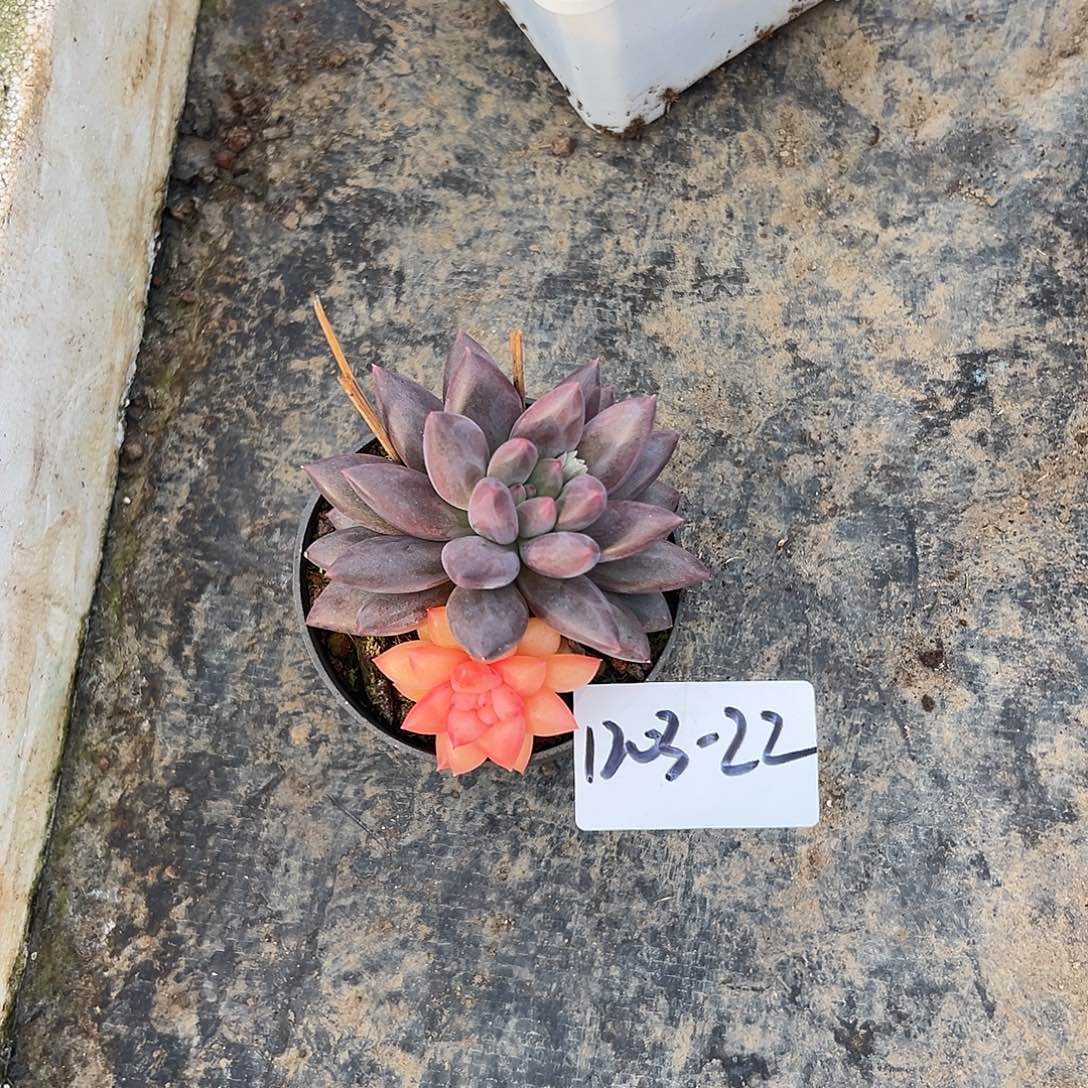 1203-22虞美人锦多肉