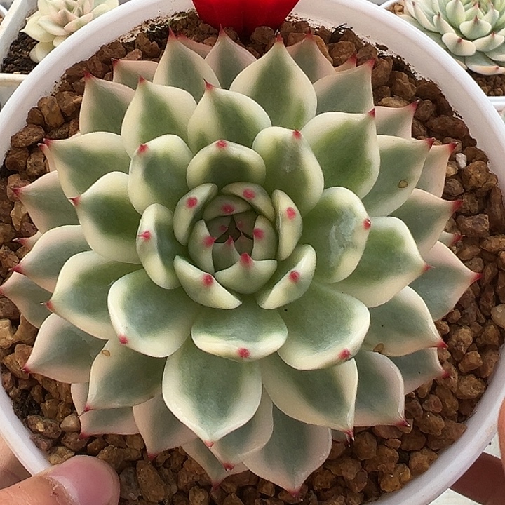 1055号吉娃娃锦多肉
