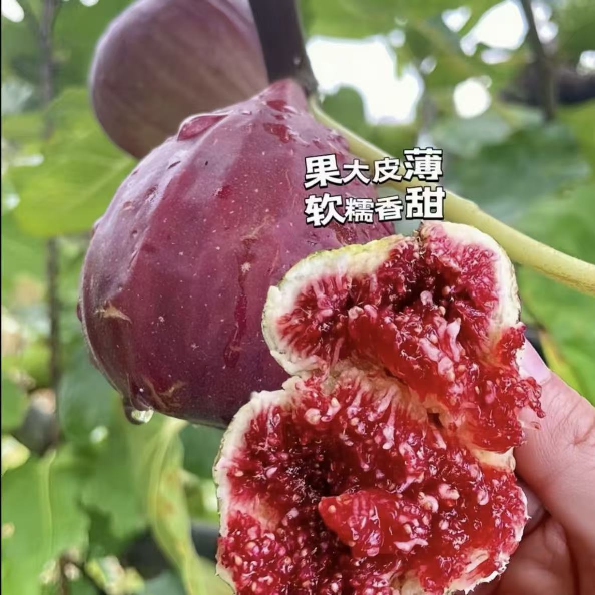 【无花果树苗】盆栽地栽青皮波姬红巴劳柰特斯拉四季种植果树苗