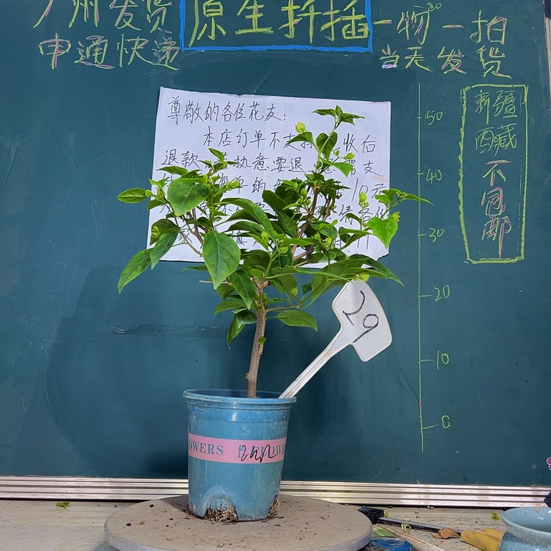 当前无花栽培后可以开花  口红  29