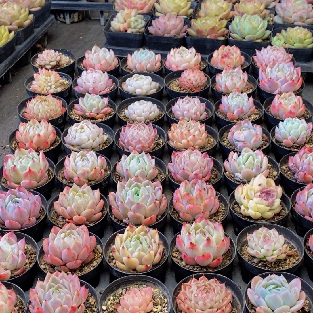 105多肉植物保护研究所所长