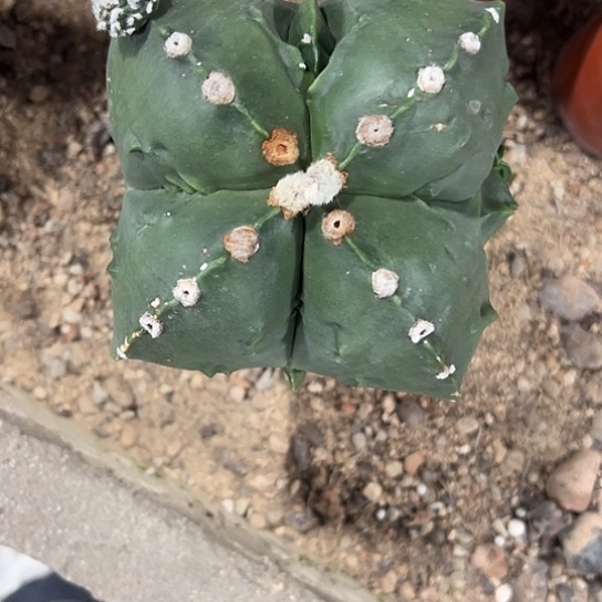 阳*玉实生鸾46677888