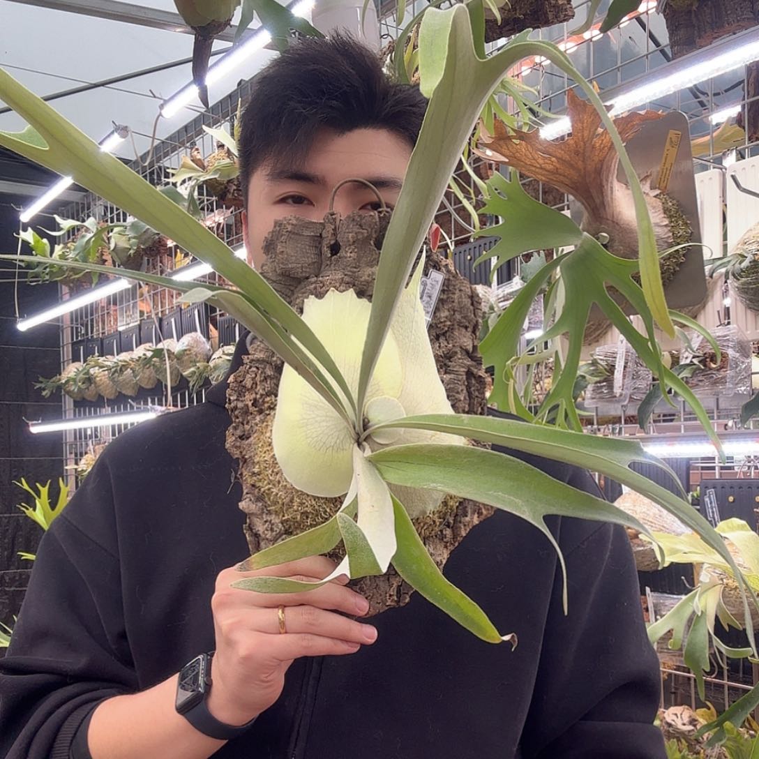 无花朵金刚狼鹿角蕨