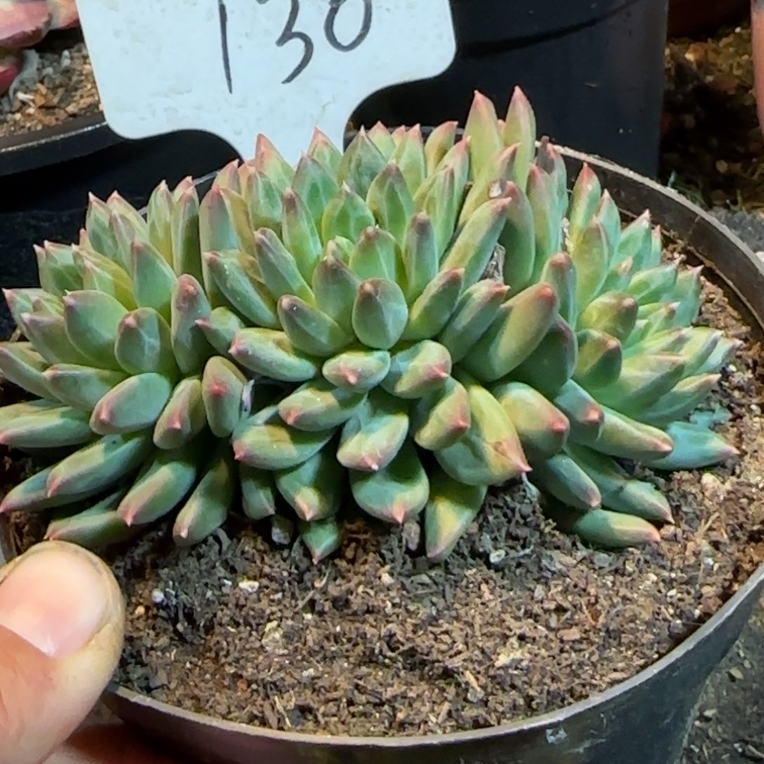 青花瓷130一物一拍包装收缩花旱