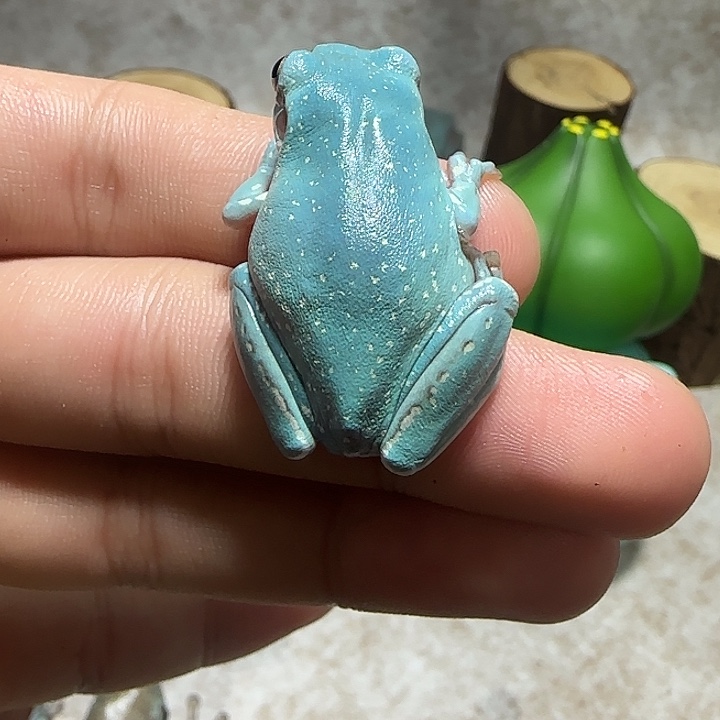 老爷树蛙7 魔鬼蓝微雪