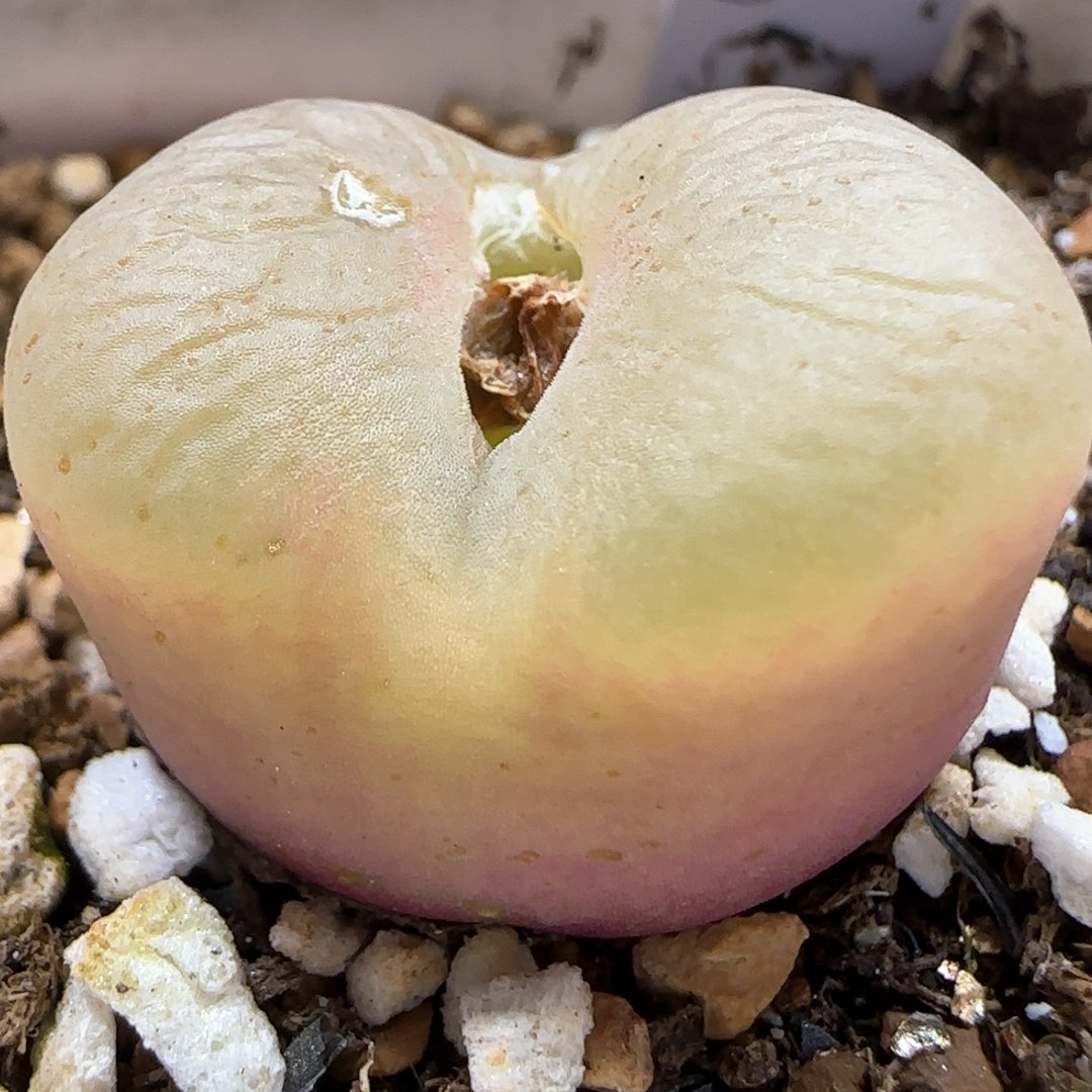 2。23。7006。鹤顶红。