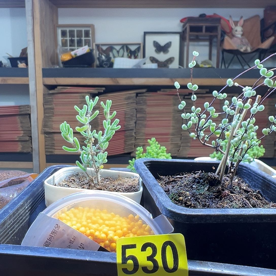 枝干番杏多肉植物530