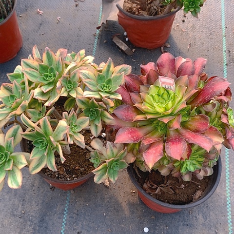 560两颗多肉植物