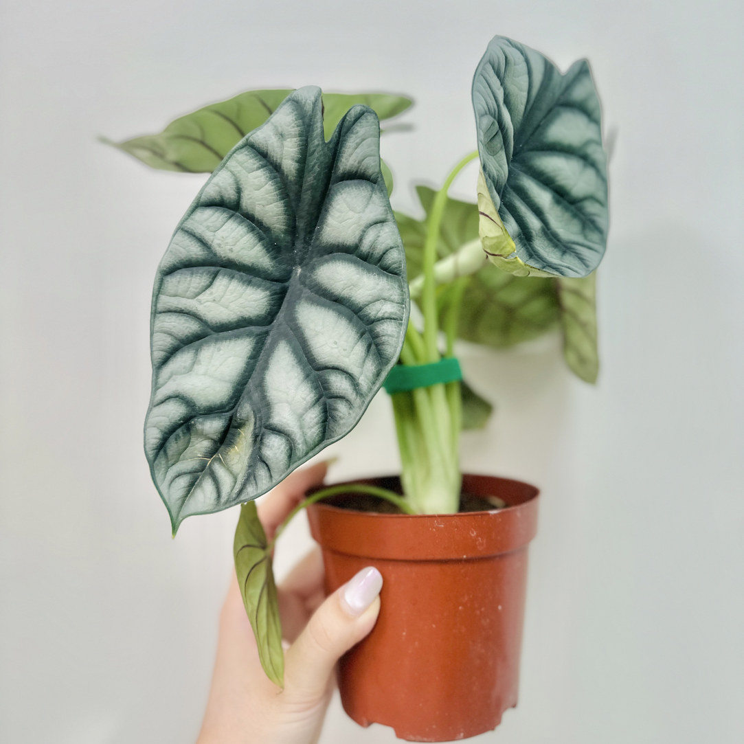 【白犀牛】原盆原土ins风桌面好养绿植不含盆器